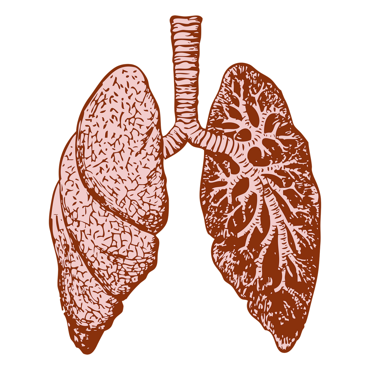 Lungs png, anatomy sticker vintage